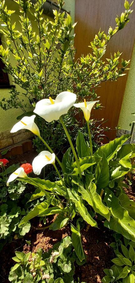 Holiday Home Matosevic Medulin Extérieur photo